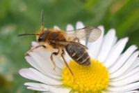 Andrena