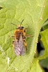 Andrena