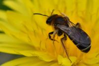 Halictus rubicundus