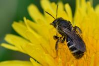 Lasioglossum sexnotatum