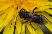 Lasioglossum sexnotatum