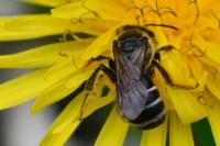 Lasioglossum sexnotatum