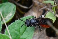 Sphecodes albilabris