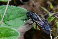 Sphecodes albilabris