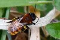 Andrena fulva
