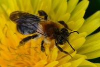 Andrena nitida