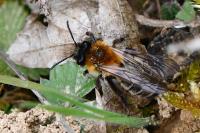 Andrena nitida