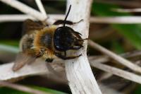 Andrena scotica