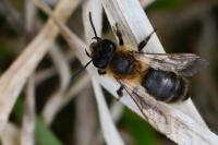 Andrena scotica