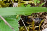 Colletes cunicularius