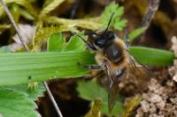 Colletes cunicularius