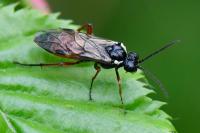 Aglaostigma aucupariae