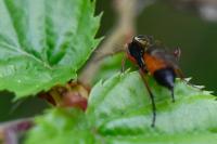 Aglaostigma aucupariae