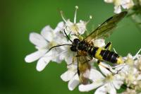 Tenthredo temula
