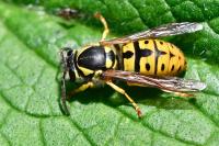 Vespula germanica