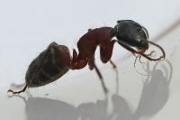 Camponotus ligniperda