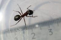Camponotus ligniperda