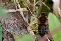 Colletes cunicularius