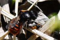 Osmia bicolor