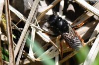 Osmia bicolor
