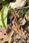 Bombus lapidarius