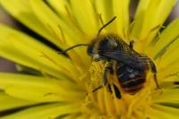 Osmia aurulenta