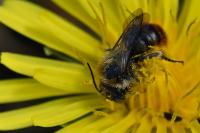 Osmia aurulenta