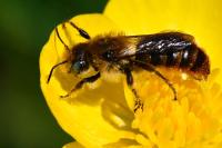 Osmia rufohirta