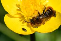 Osmia rufohirta