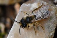 Andrena flavipes