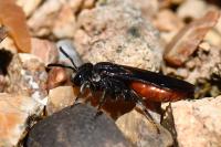 Sphecodes albilabris