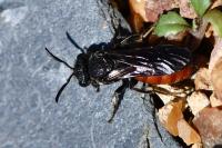 Sphecodes albilabris