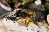 Andrena praecox