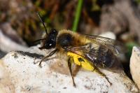 Andrena praecox