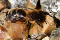 Andrena nigroaenea