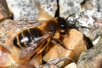 Andrena nigroaenea