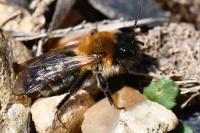 Andrena nitida