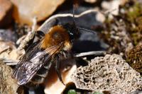 Andrena nitida