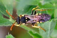 Nomada succincta