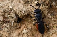 Sphecodes albilabris
