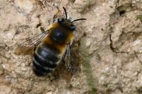 Anthophora retusa