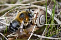 Anthophora retusa
