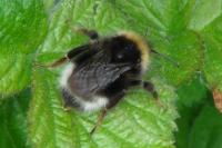 Bombus