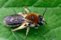 Andrena haemorrhoa