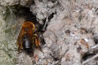 Andrena nigroaenea