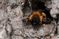 Andrena nigroaenea