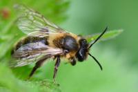 Andrena scotica
