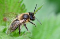 Andrena scotica