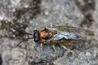 Mesoneura opaca