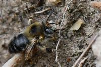 Anthophora retusa